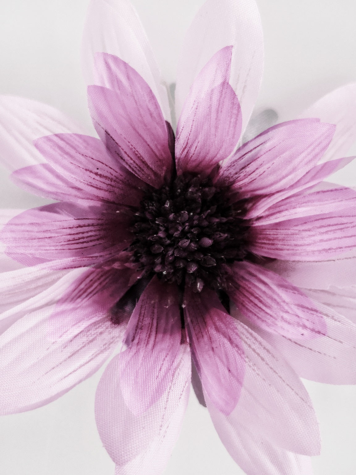 479 "Sunflower"