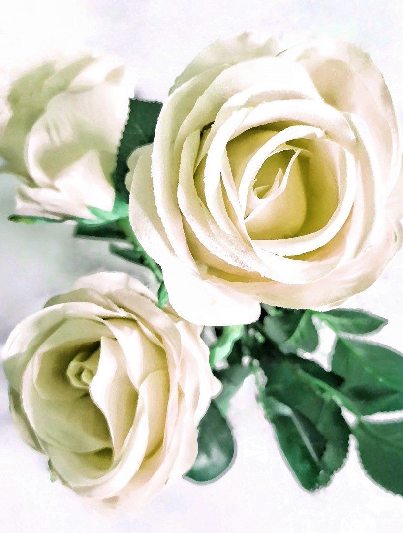 491 "Dreamy Roses"