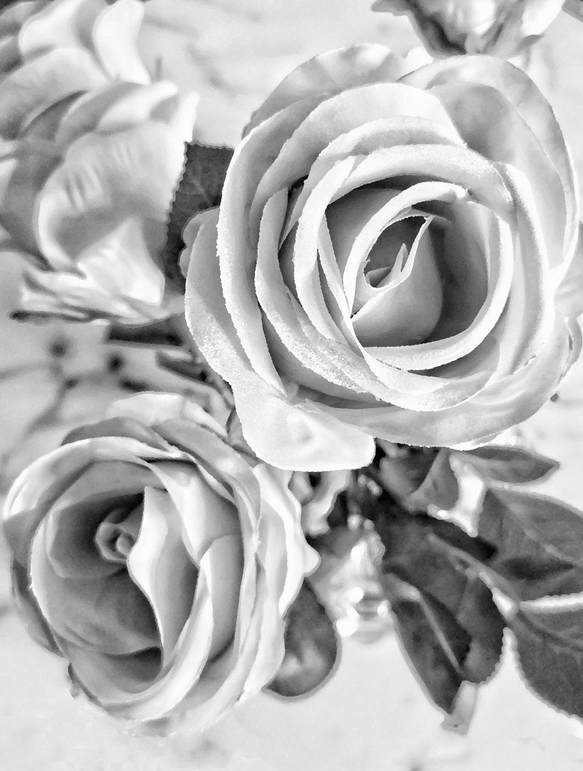 491 "Dreamy Roses"