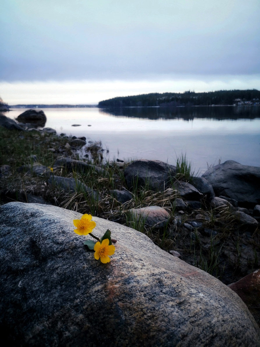 72 "Sommarnatt 1"