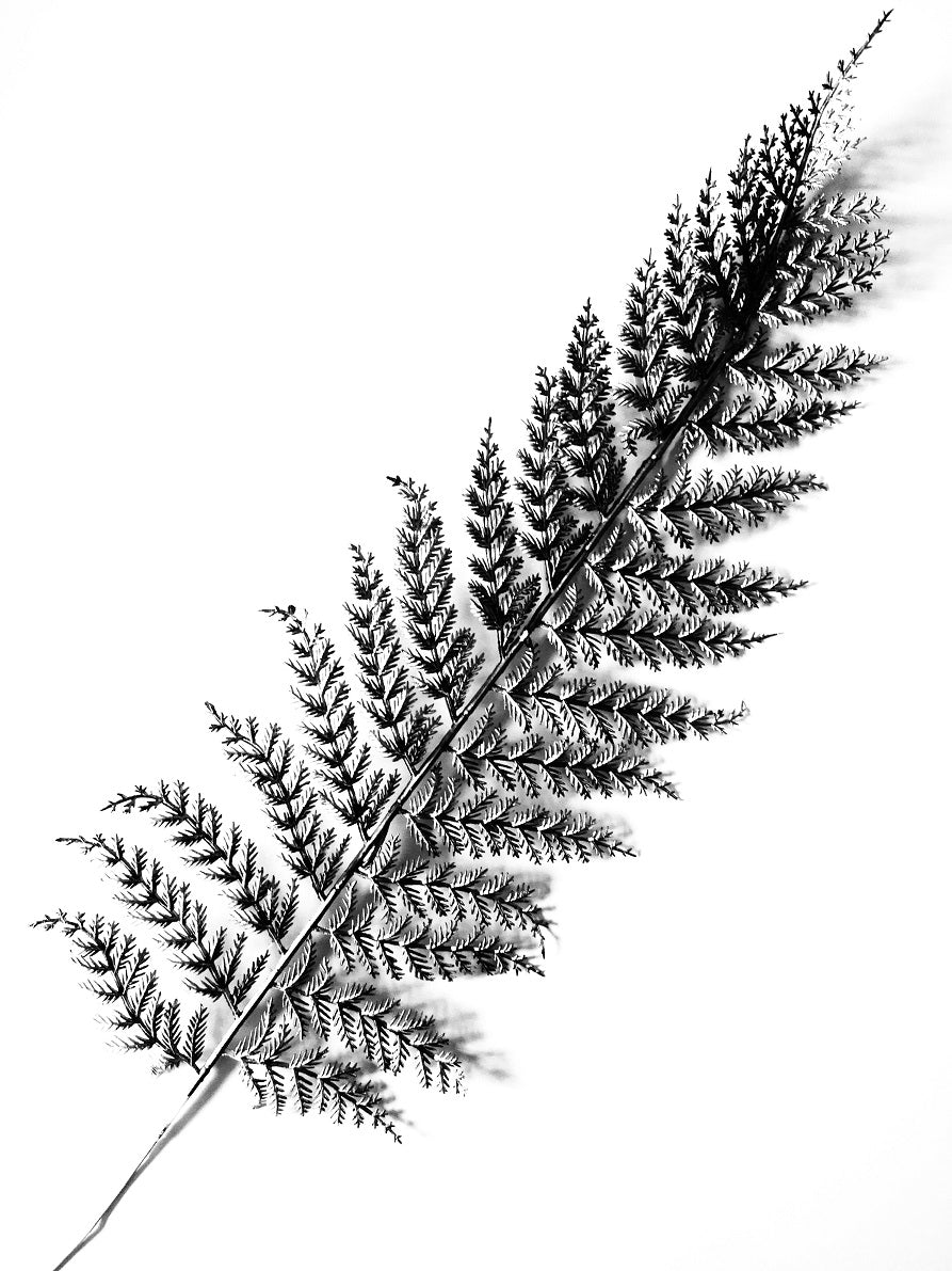 212 "The Feather"
