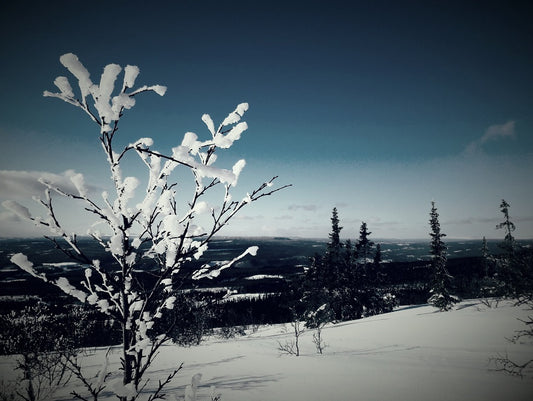 005 "Vinterlandskap"