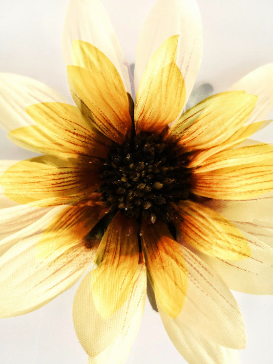 479 "Sunflower"