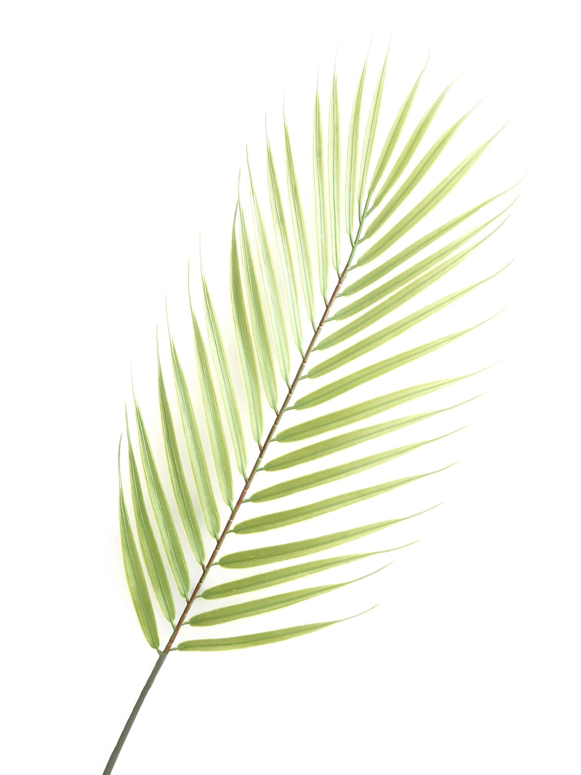 473 "The Palmleaf"