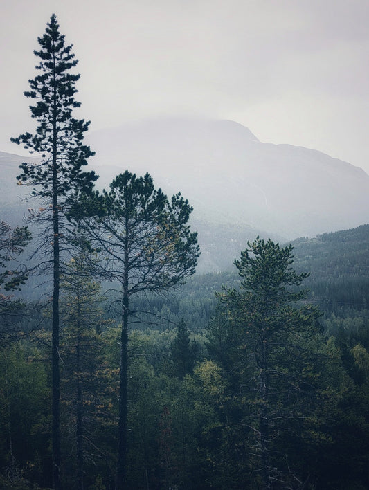 613 "Mystic Mountain"