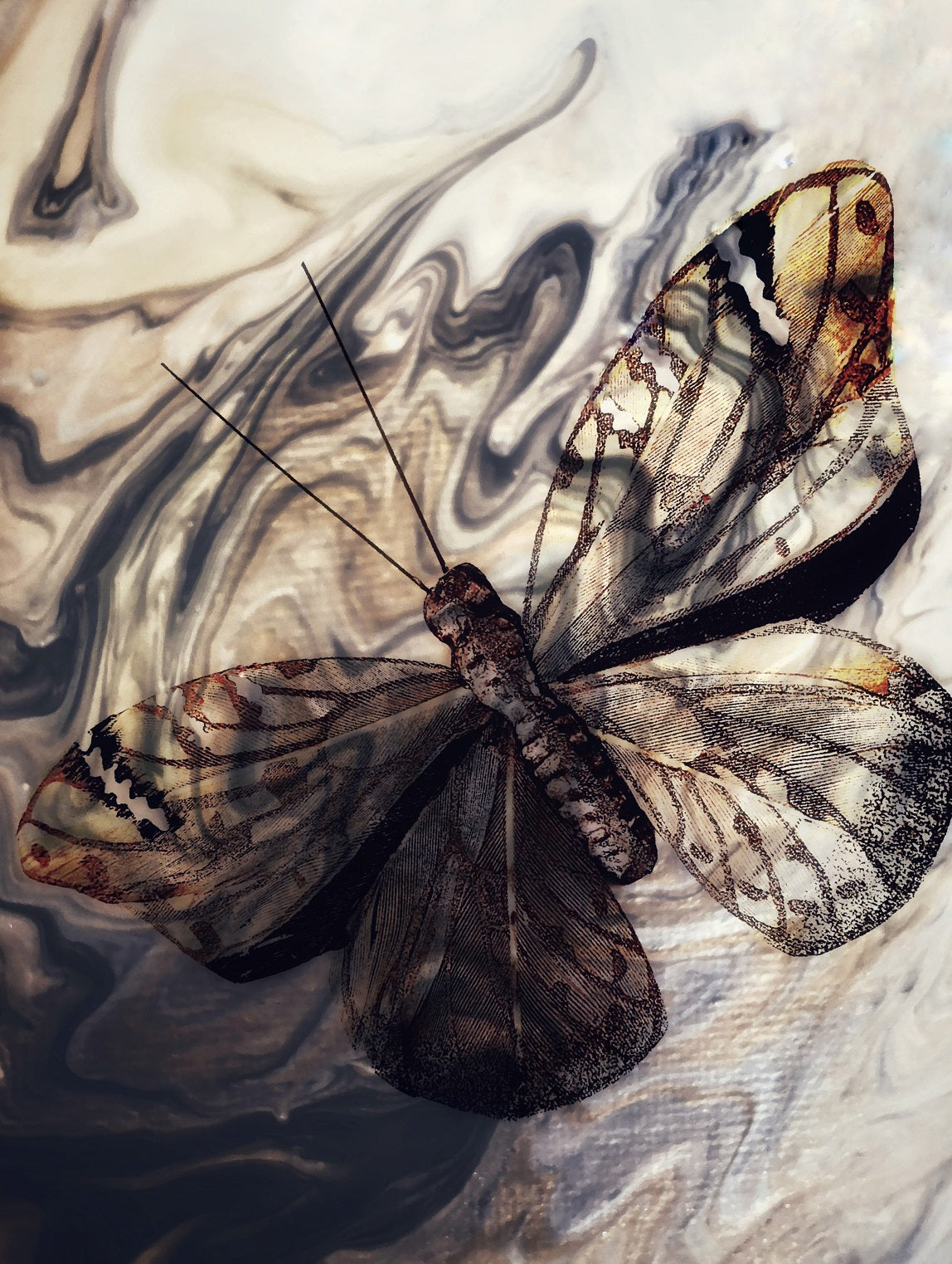 629 "Art of Butterfly"